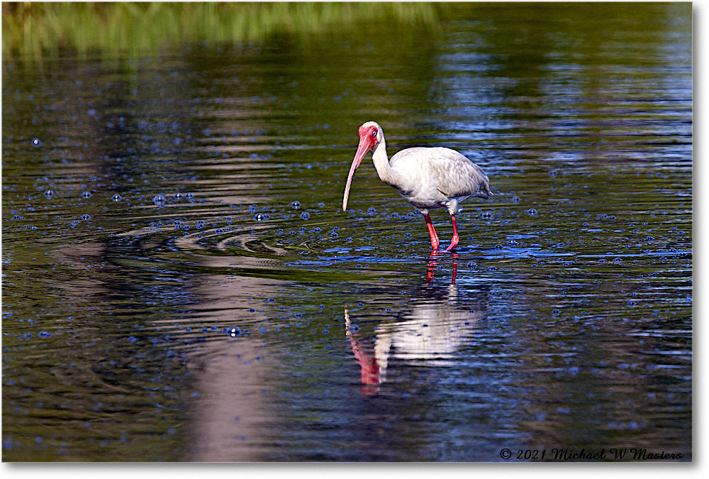 WhiteIbis_ChincoNWR_2021Jun_R5A04362 copy