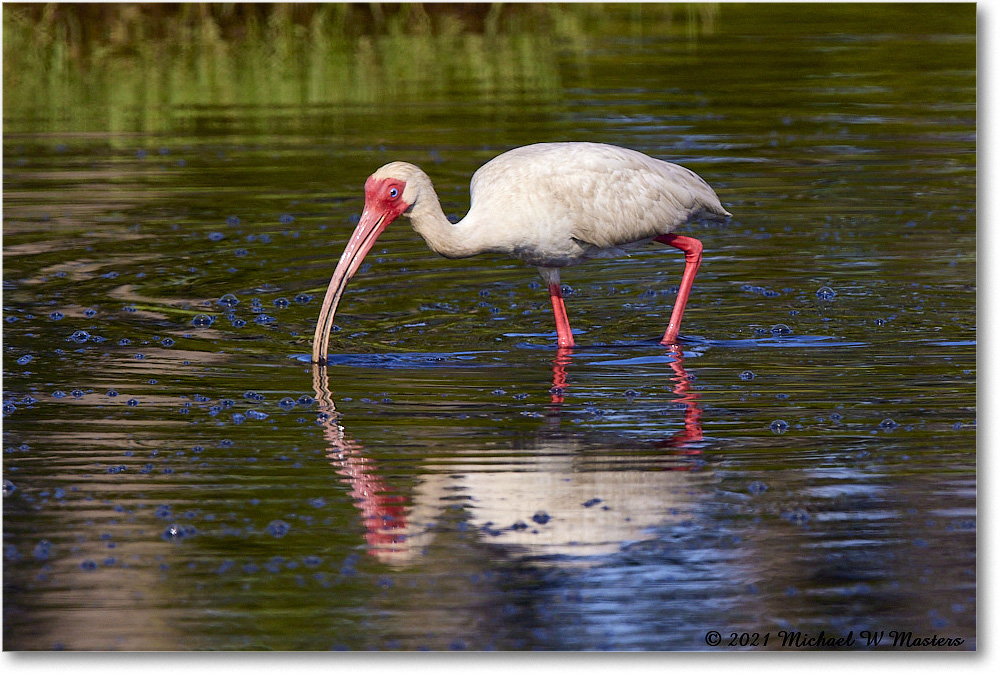 WhiteIbis_ChincoNWR_2021Jun_R5A04404 copy