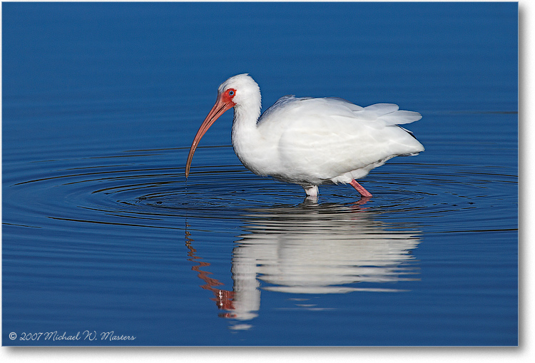 WhiteIbis_DingDarlingFL_08Jan_1Ds2_E0K8264