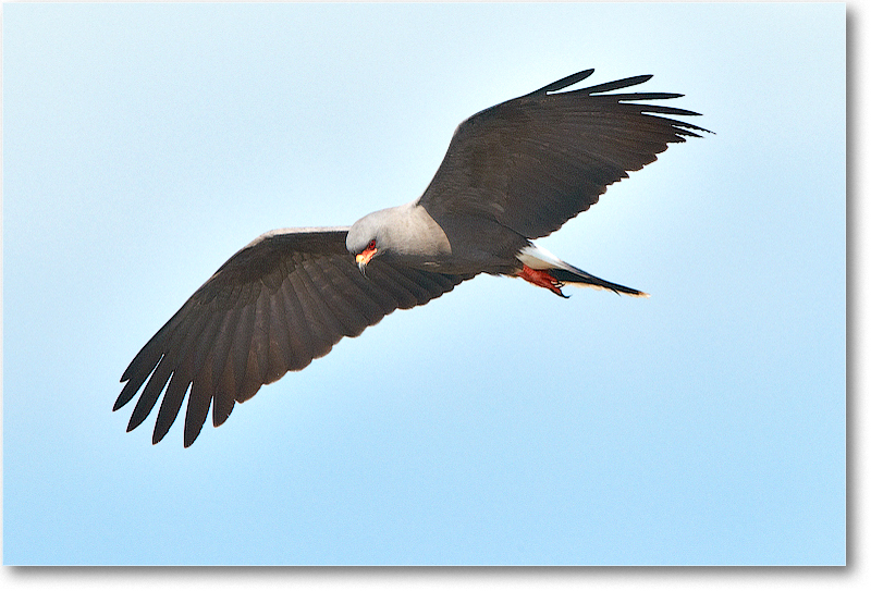 Kite-CentralFL-2011Feb_D4A3066 copy