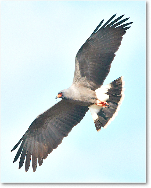 Kite-CentralFL-2011Feb_D4A3085 copy