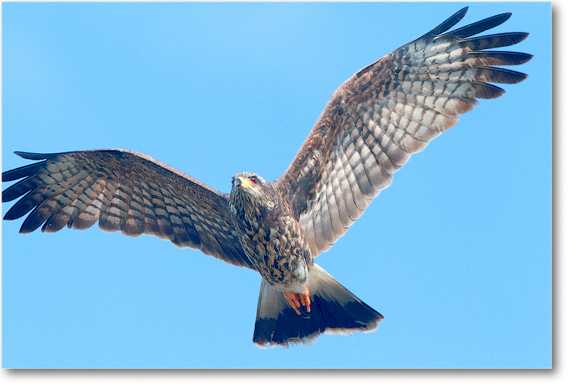 Kite-CentralFL-2011Feb_D4A3423 copy