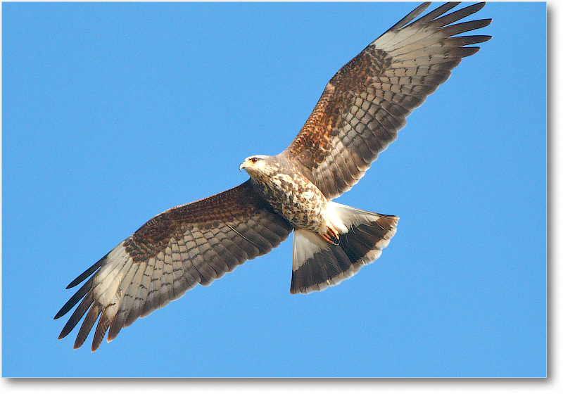 Kite-CentralFL-2011Feb_D4A3507 copy