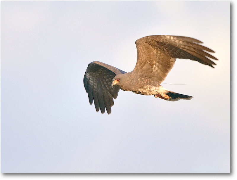 Kite-CentralFL-2011Feb_D4A3740 copy