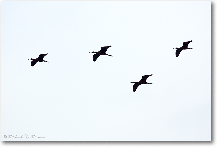 Glossy-Ibises-Flying-Y2F1877