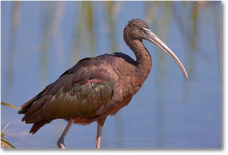 GlossyIbis-VieraWetlandsFL-2011Feb_S3A5904