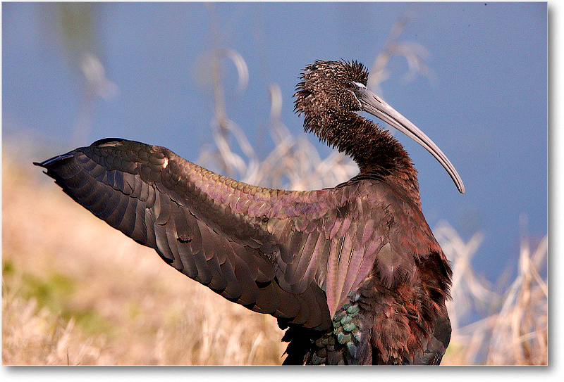 GlossyIbis-VieraWetlandsFL-2011Feb_S3A5919