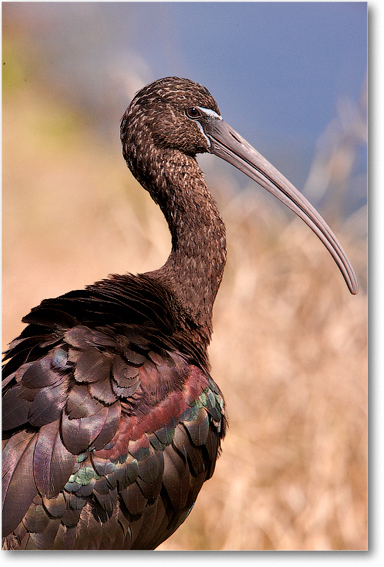 GlossyIbis-VieraWetlandsFL-2011Feb_S3A5941