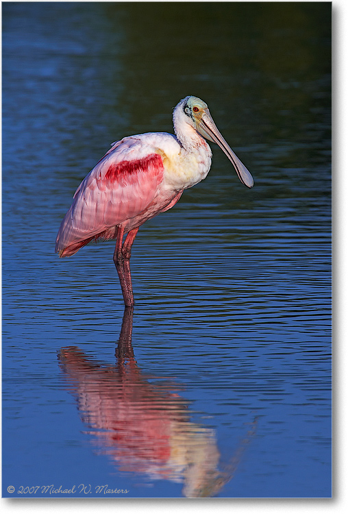 RoseateSpoonbill_DingDarlingFL_08Jan_1Ds2_E0K7563(Repair)