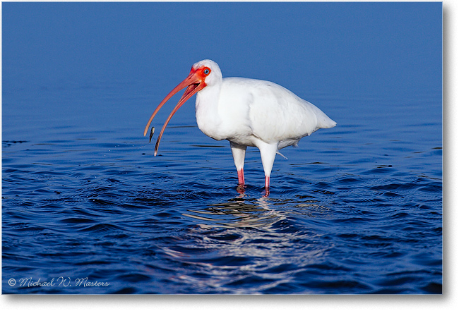 White-Ibis-w-Fish-E0K6107-v2