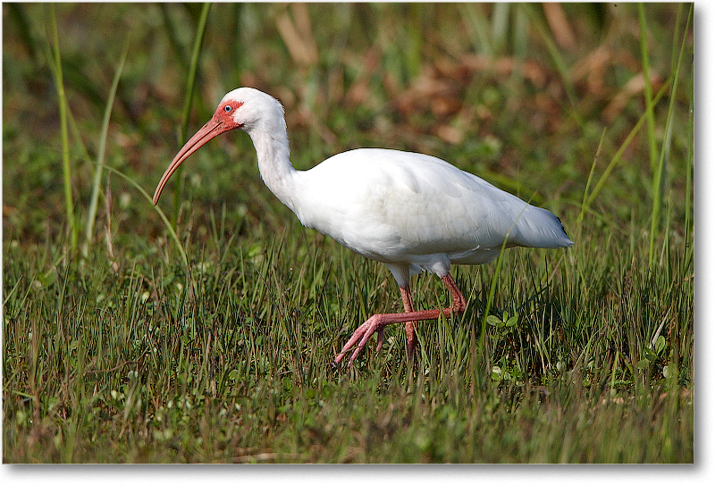 WhiteIbis-JoeOverstreetRdFL-2011Feb_S3A6897 copy