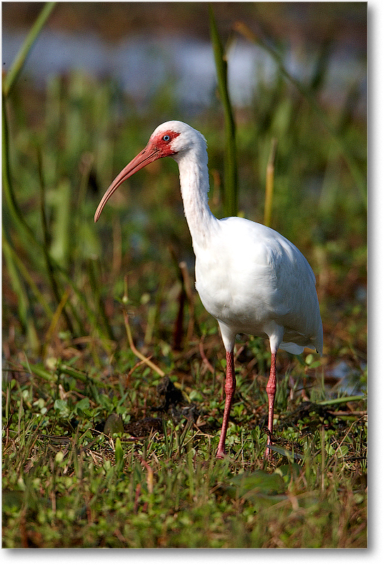 WhiteIbis-JoeOverstreetRdFL-2011Feb_S3A6911