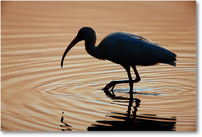 WhiteIbis-MerrittNWR-2011Feb_S3A4603