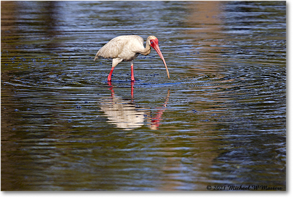 WhiteIbis_ChincoNWR_2021Jun_R5A04328 copy