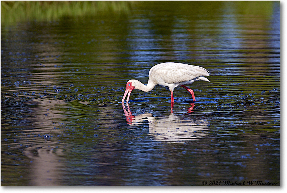 WhiteIbis_ChincoNWR_2021Jun_R5A04352 copy