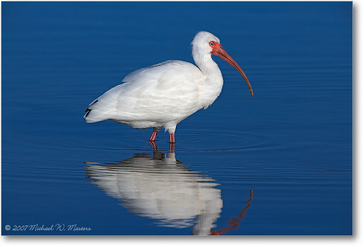 WhiteIbis_DingDarlingFL_08Jan_1Ds2_E0K8284