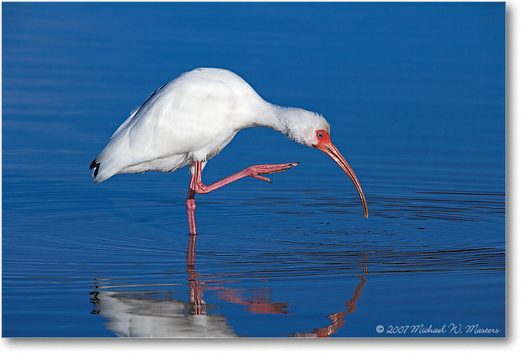 WhiteIbis_DingDarlingFL_08Jan_1Ds2_E0K8325