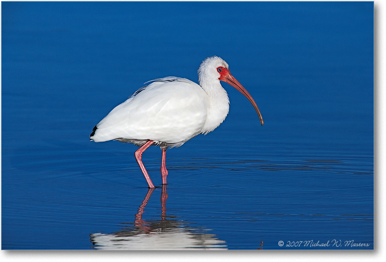 WhiteIbis_DingDarlingFL_08Jan_1Ds2_E0K8329