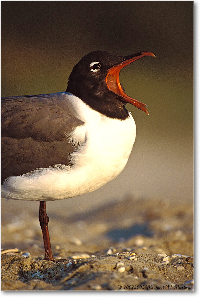 Laughing Gull 007-27V 0206 3-400Z-P2 MI-5.6 copy