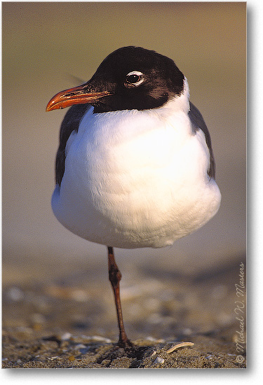 Laughing-Gull-004-07V-0206