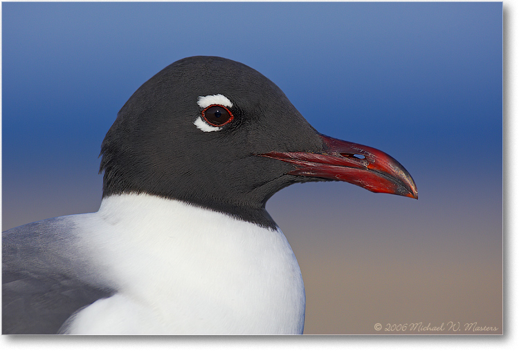 Laughing-Gull-Portrait-Y2F7965