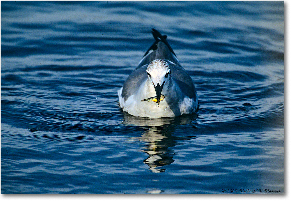 LaughingGull&Fish_ChincoNWR_2003Oct_F15 copy