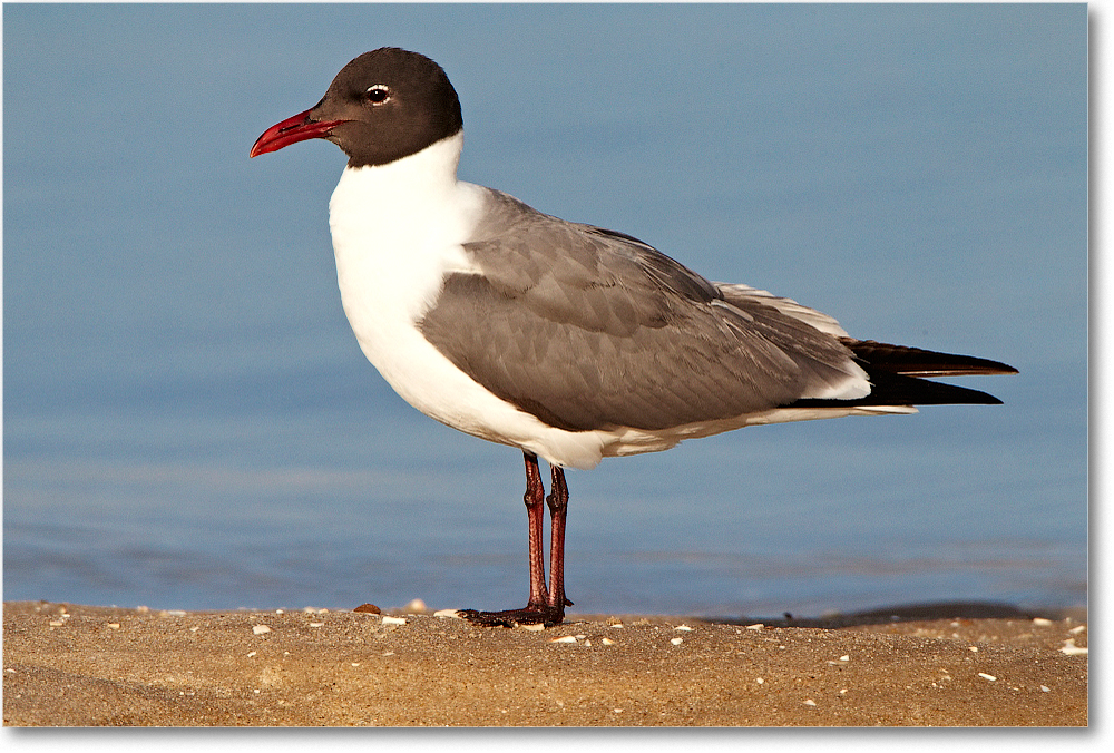 LaughingGull-ChincoNWR-2012June_D4B1015 copy