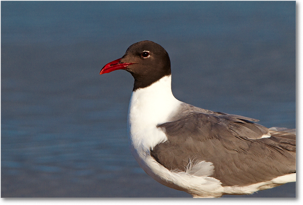 LaughingGull-ChincoNWR-2012June_D4B1024 copy