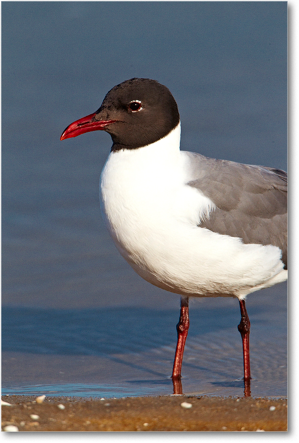 LaughingGull-ChincoNWR-2012June_D4B1036 copy