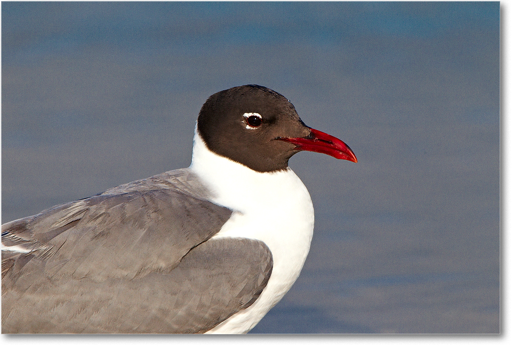 LaughingGull-ChincoNWR-2012June_D4B1044 copy