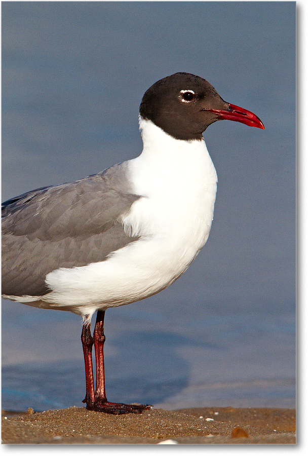 LaughingGull-ChincoNWR-2012June_D4B1060 copy