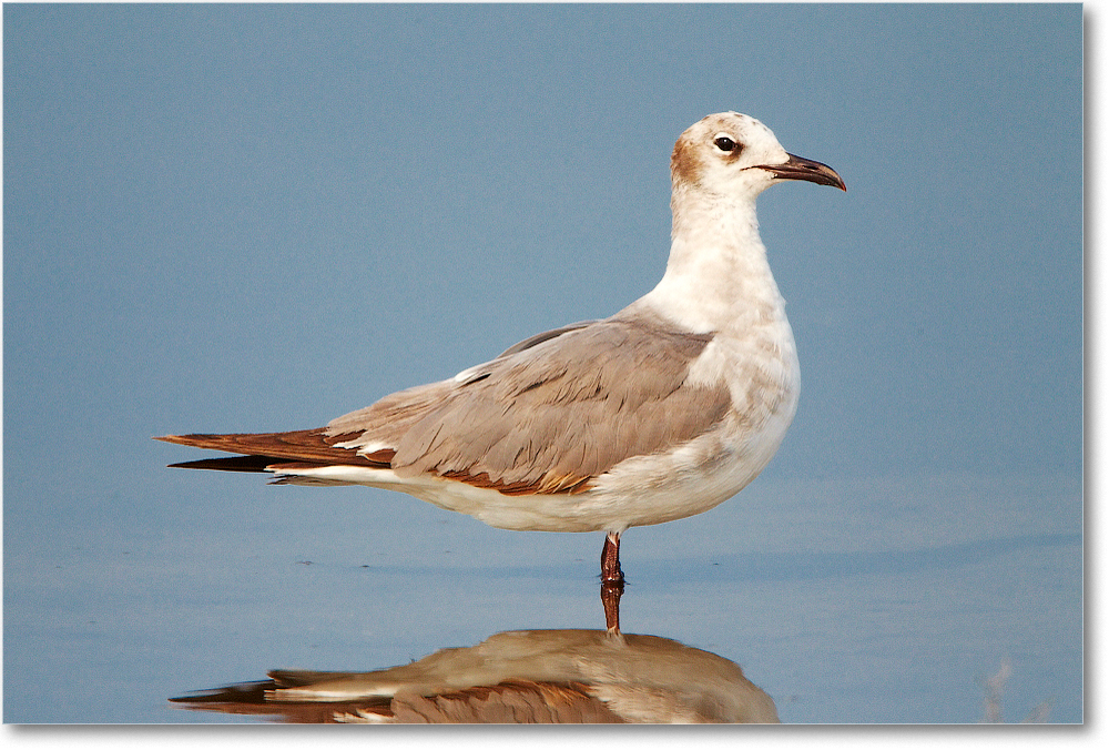 LaughingGull-ChincoNWR-2012June_D4B1886 copy