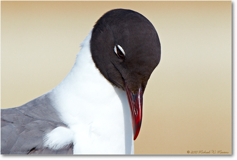 LaughingGull-ChincoNWR-2013June_D4C0813