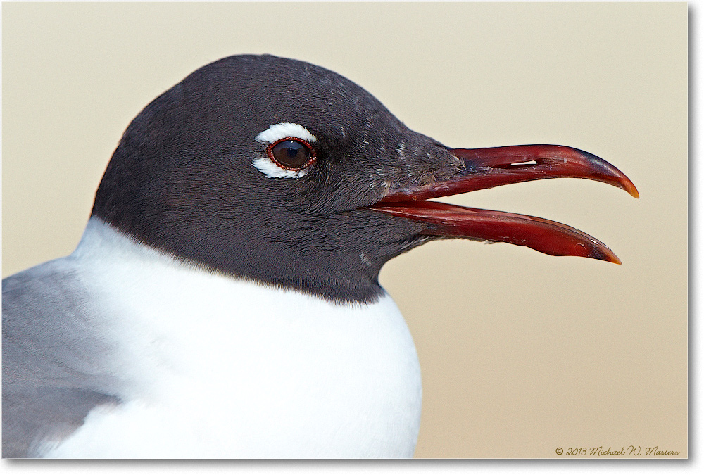 LaughingGull-ChincoNWR-2013June_D4C0843