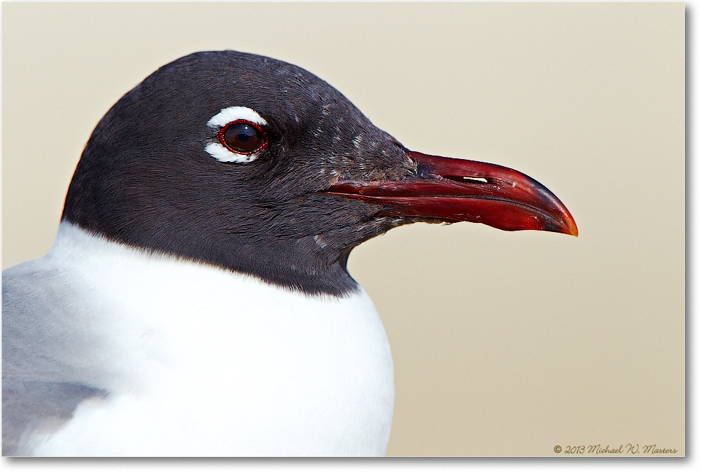 LaughingGull-ChincoNWR-2013June_D4C0856