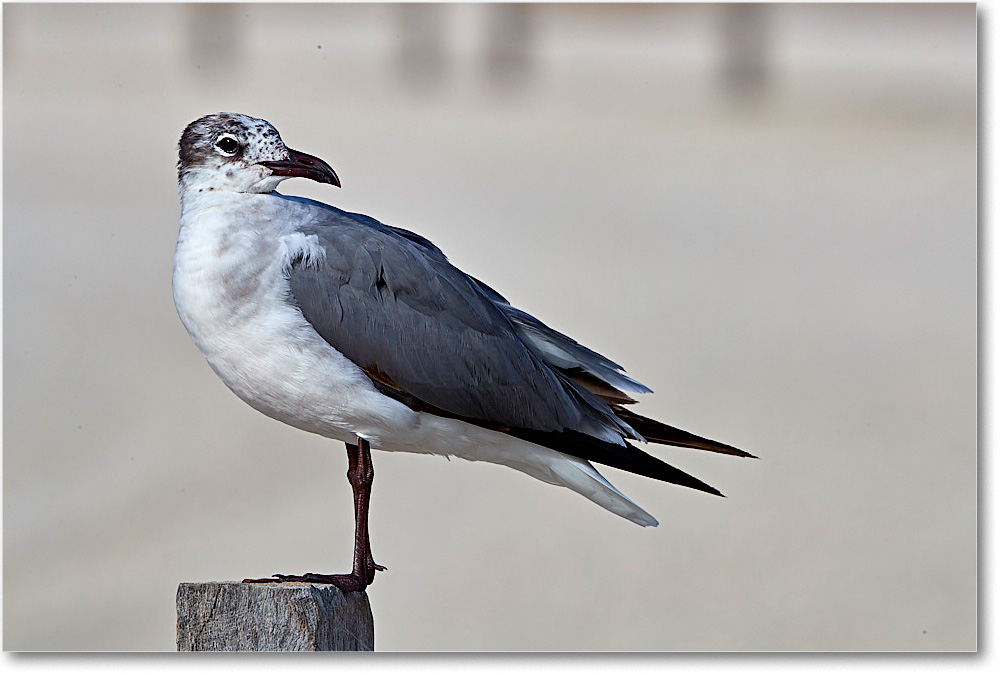 LaughingGull1stYear_ChincoNWR_2017Jun_4DXA7829 copy