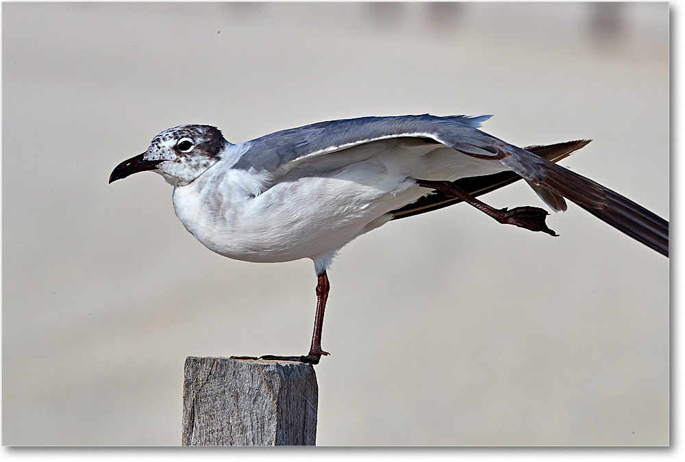 LaughingGull1stYear_ChincoNWR_2017Jun_4DXA7850 copy