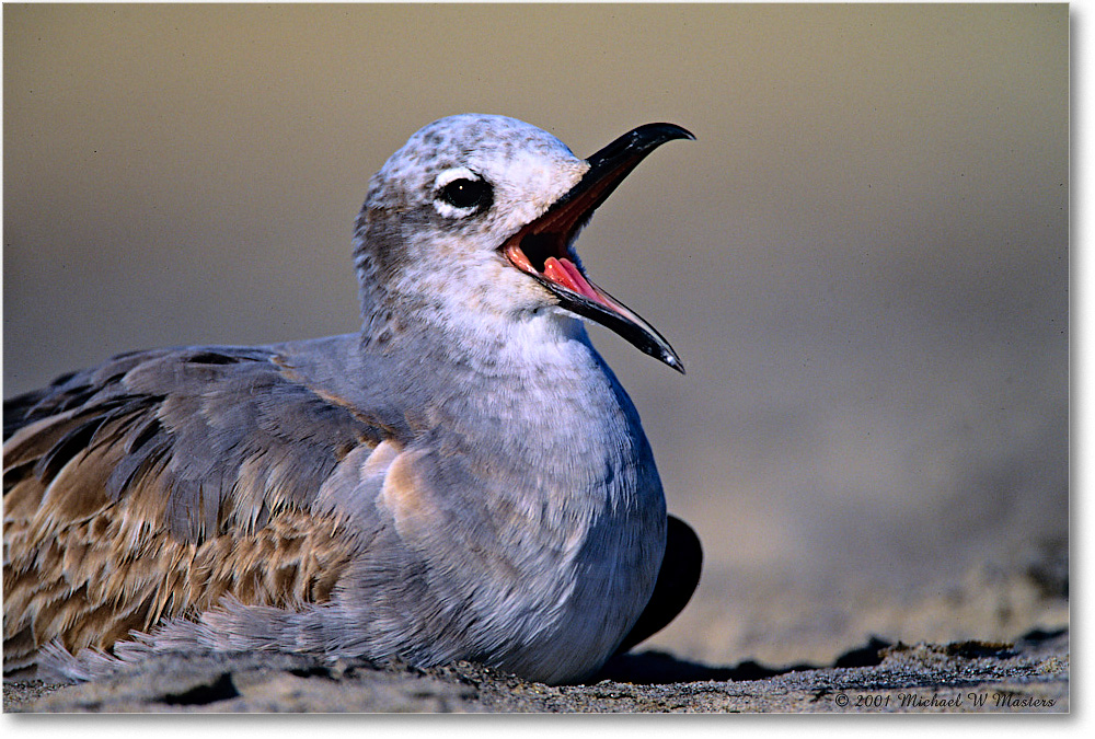 LaughingGullJuv_AssateagueBeach_2001Oct_F28 copy