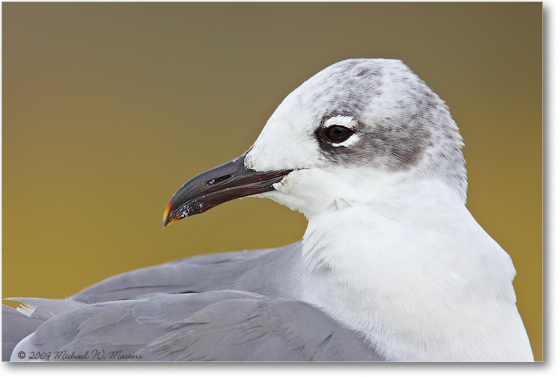 LaughingGullWinter_ChincoNWR_2004Oct_Y2F1138