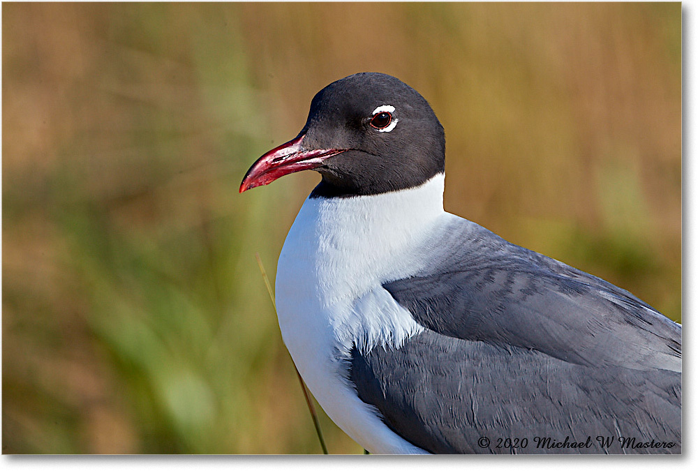 LaughingGull_2020Jun20_4DXB7879 copy