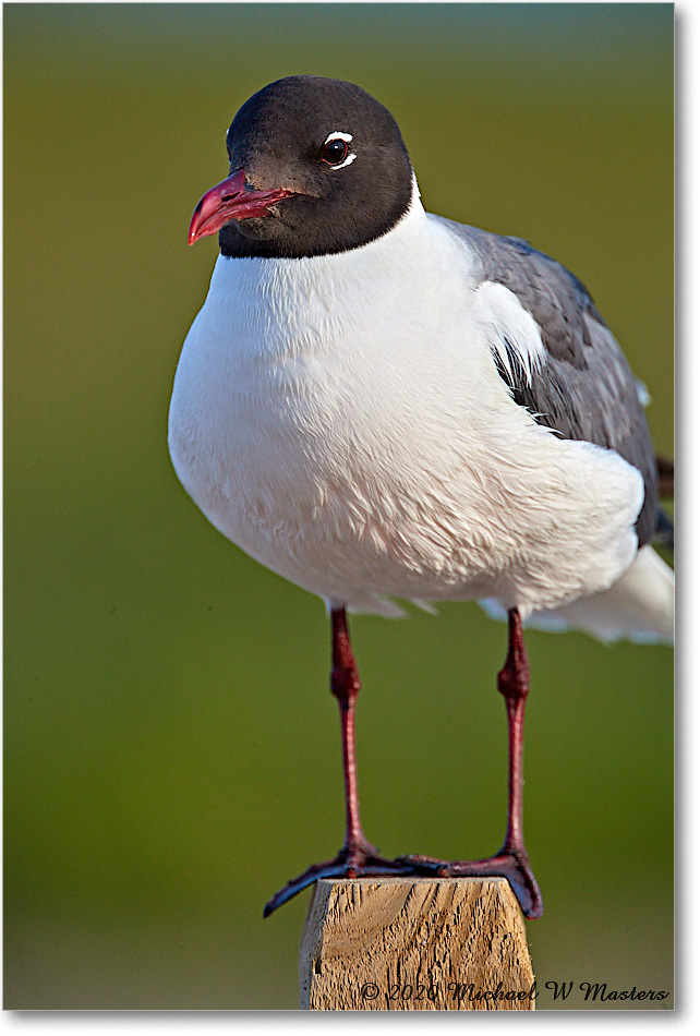 LaughingGull_2020Jun20_4DXB8060 copy