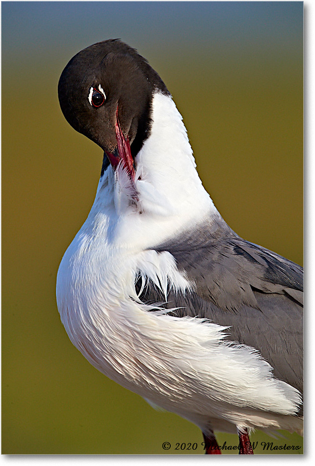 LaughingGull_2020Jun20_4DXB8081 copy