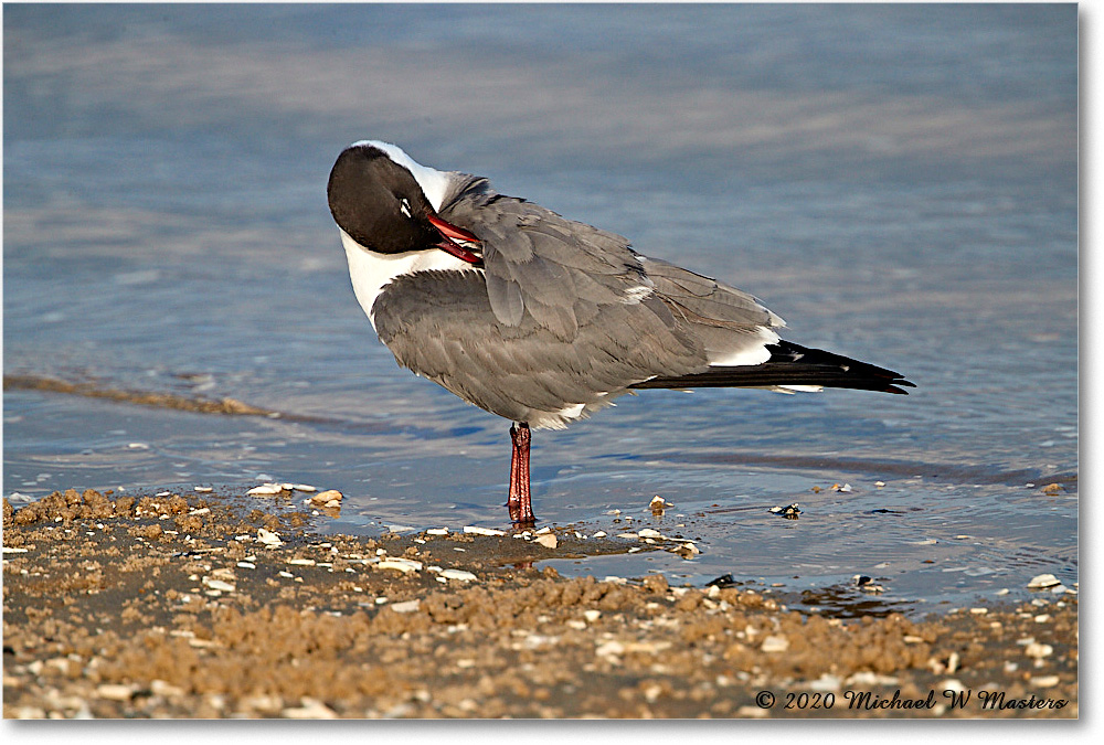 LaughingGull_2020Jun20_4DXB8388 copy