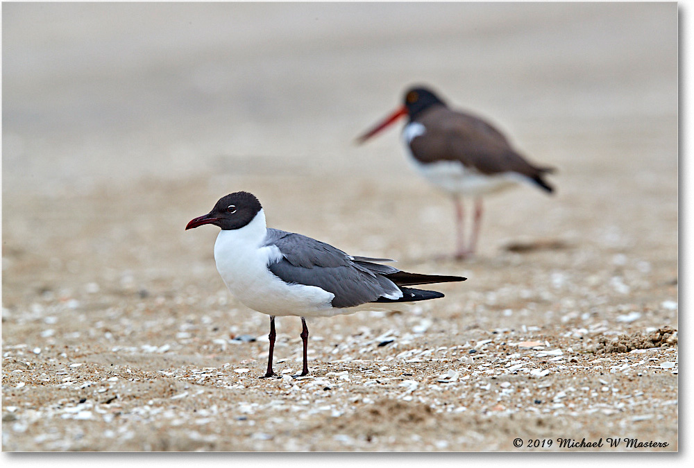 LaughingGull_AssateagueTomsCove_2019Jun_3DXA3206 copy