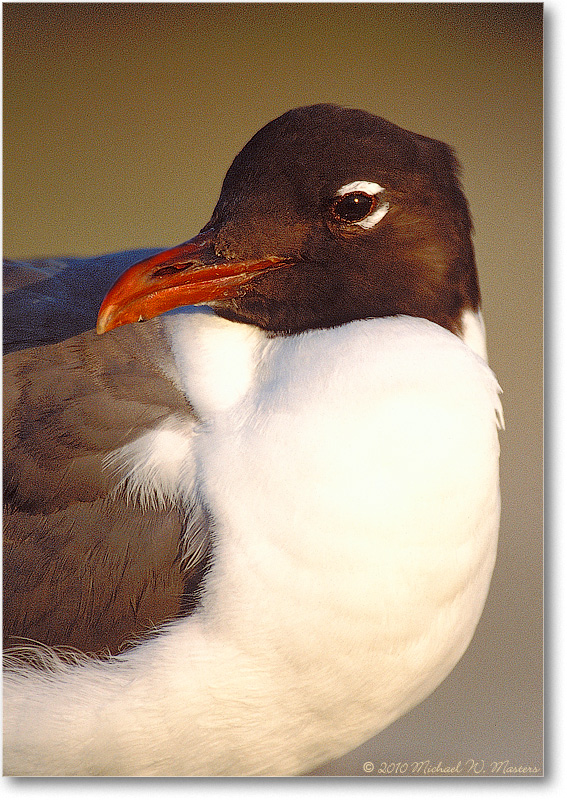 LaughingGull_Assateague_2002Jun_006-28Hv-P2