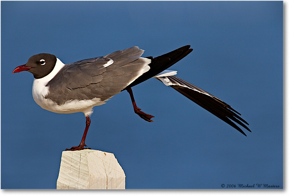 LaughingGull_Assateague_2006May_E0K9465 copy