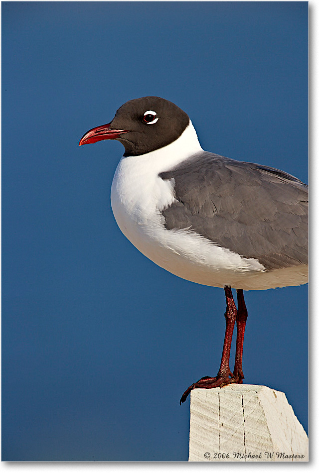 LaughingGull_Assateague_2006May_E0K9498 copy