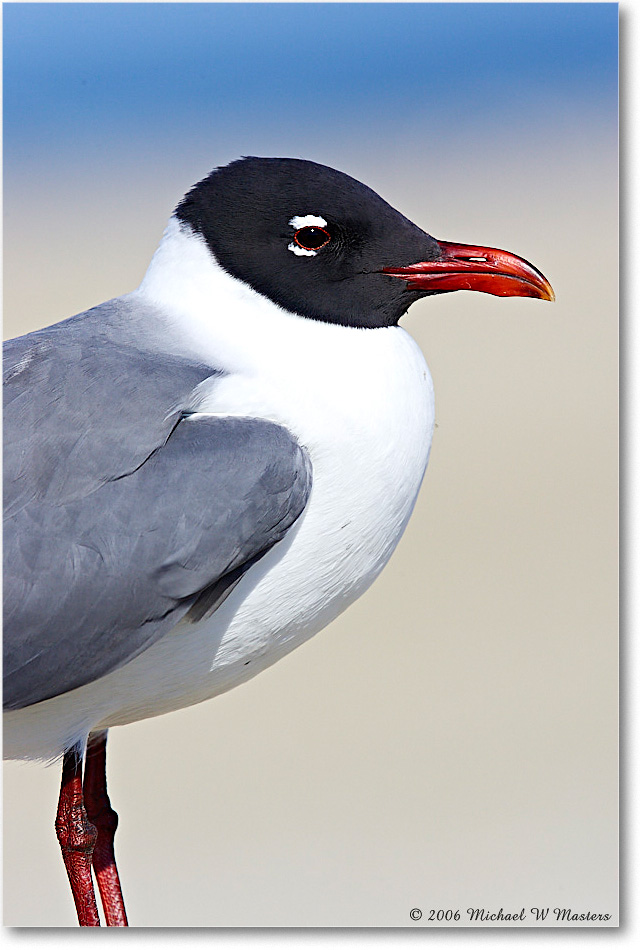 LaughingGull_Assateague_2006May_Y2F7990 copy