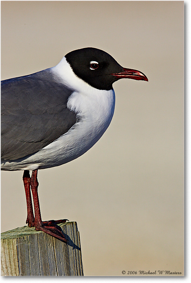 LaughingGull_Assateague_2006May_Y2F8079 copy