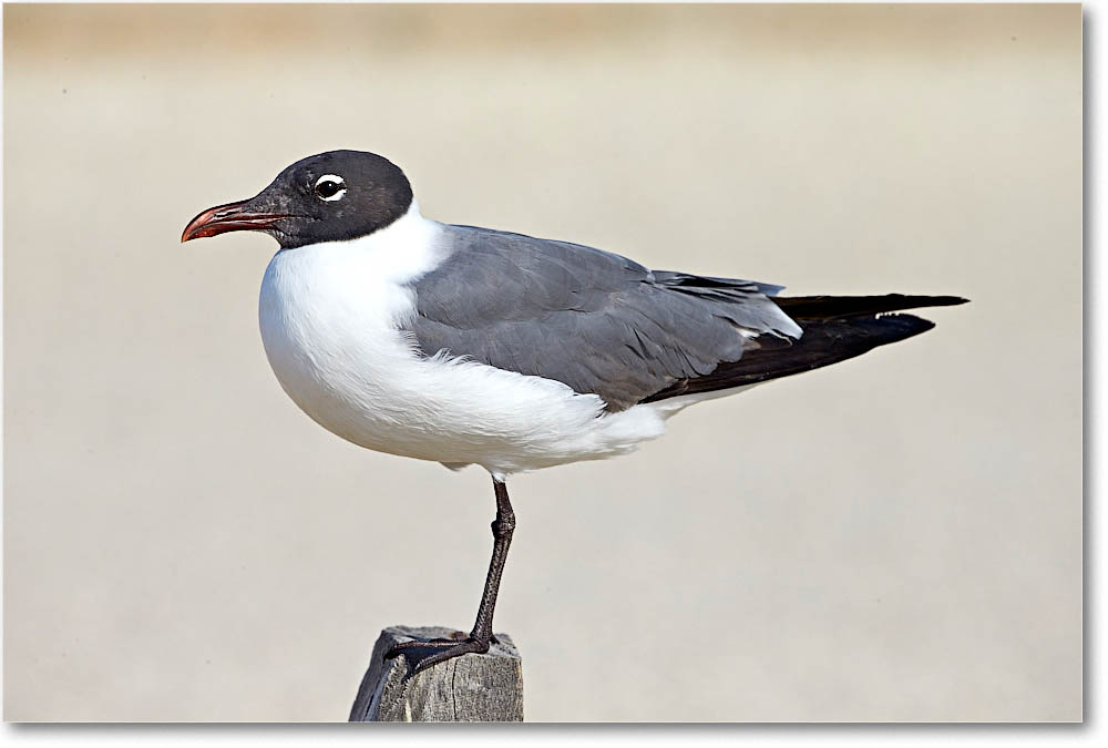 LaughingGull_Assateague_2016Jun_1DXA4192 copy